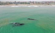 En Mar del Plata, aplican medidas para proteger a las ballenas francas y evitar accidentes