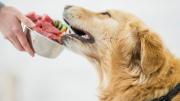 Perro: qué comida de humanos no pueden comer