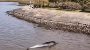 Encontraron a una cría de ballena muerta en Vicente López
