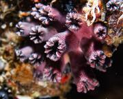 Coral solitario es redescubierto en Galápagos tras 25 años de ausencia
