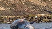 Vicente López: apareció una ballena muerta en la costa del Río de la Plata