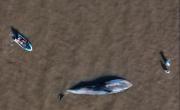 Apareció una ballena jorobada muerta en la costa de Vicente López