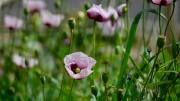 La planta que se llena de flores y se puede cultivar en julio en el jardín