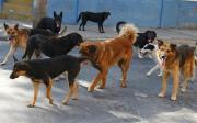 Fundación Corazón Animal lanza carrera “Patitas en marcha” este 27 de julio para ayudar a perros callejeros en Tarija
