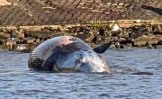 Ballena varada en Vicente López: qué pasó con el cetáceo y cuál es el peligro