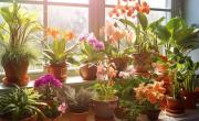 Es fácil de robar y de cuidar: la planta que se reproduce rápidamente y no requiere muchos cuidados