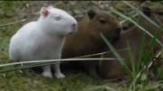 Avistaron un carpincho albino en una reserva natural en Uruguay