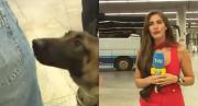 El video viral de un perro antidrogas: Descubrió un paquete sospechoso a una joven en plena transmisión en vivo