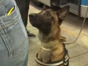Un perro antidrogas descubrió un paquete sospechoso en el bolsillo de una mujer en plena transmisión en vivo