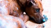 Protege a tu perro: la peligrosa infección bacteriana que puede sufrir cualquier raza