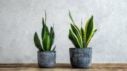 Pocos lo saben: qué significa regalar una lengua de suegra o sansevieria
