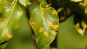 Cómo saber que una planta está enferma solo observando el estado de sus hojas, según expertos en jardinería