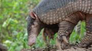 Ni yaguareté ni cóndor andino: el extraño animal en peligro de extinción en Argentina