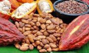 Realizarán primera Expoferia Cacao y Chocolate en Cumaná