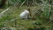 Hallaron un carpincho albino en Uruguay