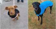 Perritos rescatados del maltrato buscan un hogar en San Juan: cómo adoptarlos