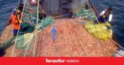 Desde el SOMU Caleta dan por acabada la zafra del langostino: se perdieron los mejores meses