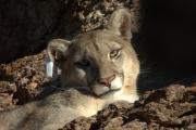 Investigan la dispersión de pumas jóvenes por la Patagonia: usan transmisores con energía solar