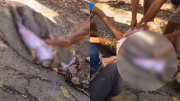Imágenes impactantes: Una norme pitón devoró a un granjero