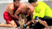 VIRAL: El desconcertante rescate de un pequeño venado que se ahogaba en playa con tiburones de EEUU