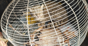 Rescatan varios gallos que eran usados para riña y un gato montés herido, en distintas zonas de San Juan