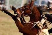 Conmoción: caballo aplastó y dejó grave a un menor de 8 años que lo montaba