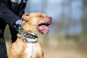 Otra vez un pitbull: una mujer fue atacada ferozmente mientras corría por una ruta