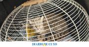 Un vecino de San Martín tenía en su casa a un gato montés herido