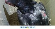 Sorprendieron a dos sujetos con gallos de riña en mal estado: recuperaron más de 10 aves