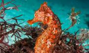 Tráfico de caballitos de mar: el cruel viaje desde las redes de arrastre hacia los mercados asiáticos