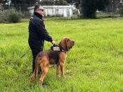 Un sabueso querido, un regalo fatal: Un macabro misterio de asesinato en Italia