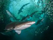 Uno en un millón: rescatan a un joven surfista que sobrevivió 18 horas en el mar rodeado de tiburones