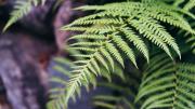 El secreto para que tu planta de helecho resista las bajas temperaturas