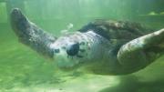 La historia del tortugo Jorge llegó a National Geographic y causa sensación internacional
