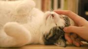Las señales que indican que tu gato te eligió como su persona favorita