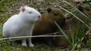 Apareció un carpincho completamente blanco cerca del río: la preocupación de los expertos