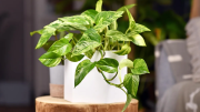 Según la NASA, esta es la planta milagrosa que elimina sustancias cancerígenas