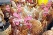 Avícolas reportan problemas logísticos y para alimentar a los pollos ante aumento del 100% de fletes por escasez de diésel