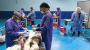Continúan las campañas de esterilización y vacunación canina y felina