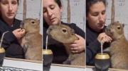 Polémica en las redes: una mujer le dio mate y bizcochitos de grasa a un carpincho y desató un debate viral