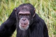 ¿Adiós al ‘macho alfa’? Un reciente estudio desmonta el mito de las relaciones de poder entre primates