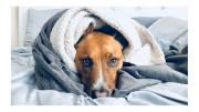 Esta es la mejor forma para detectar si tu perro tiene gripe y evitar que empeore