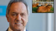 Scioli propuso crear un santuario para los carpinchos de Nordelta y lo tildaron de vendehumo