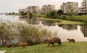 El Gobierno piensa medidas por la superpoblación de carpinchos en Tigre