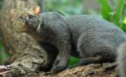 Hallazgo en Paraná: rescatan un misterioso gato nutria en peligro