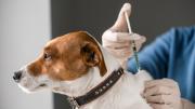 La solución definitiva para pulgas y garrapatas en perros que aprobaron autoridades de EEUU