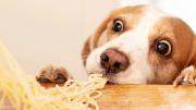 Estos son los 8 alimentos comunes que pueden ser letales para tus perros