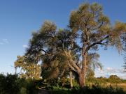 Vecinos en pie de guerra en Córdoba por un árbol histórico: piquete y amenazas de tala