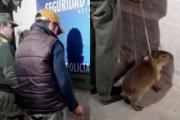 Intentó vender un carpincho bebé a través de sus redes sociales y fue detenido