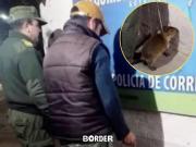 Corrientes: detienen a un hombre por querer vender un carpincho bebé en Marketplace